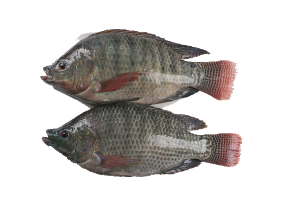 China Cheapest Price Frozen Salmon Skin Tilapia Whole Good Sea Manufacturer And Factory Good Sea